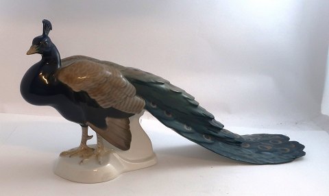 Bing & Grondahl. Porcelain figurine. Peacock. Model 1628. Length 40 cm. Height 18.5 cm. (1 quality).